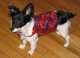Dog Sweater - Padee Anne's Berry Sweater Crochet Pattern
