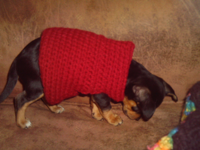Dog Sweater Free Crochet Pattern Courtesy of Crochet N More