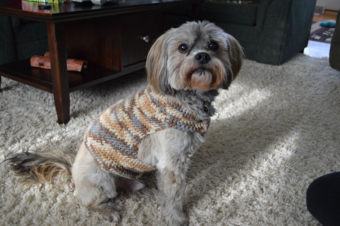 Crochet Dog Sweater Picture - Pepper