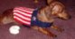 Jennifer's Patriotic Dog Sweater