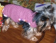 Sweet Pea in her Dog Sweater
