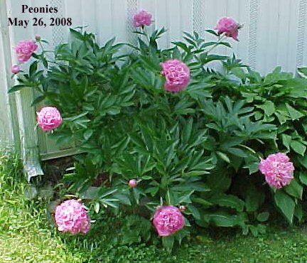 Peonies