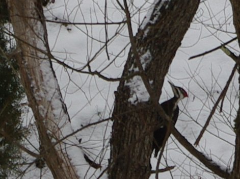 Pileated Woodpecker